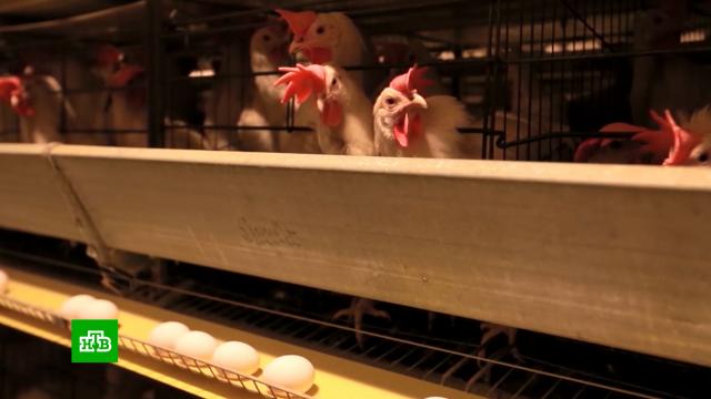 Белоруссия не будет больше экспортировать в Россию яйца и курятину.Белоруссия, еда, продукты, торговля, экономика и бизнес, экспорт.НТВ.Ru: новости, видео, программы телеканала НТВ