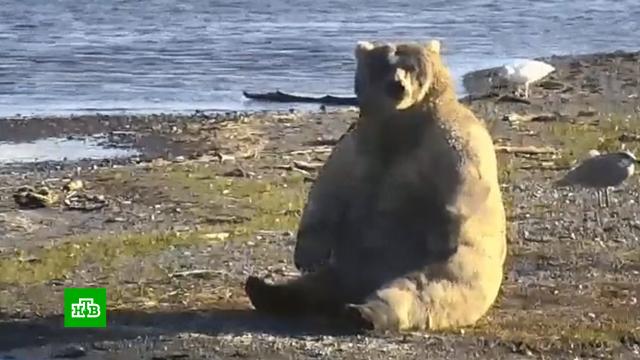 Конкурс на самого толстого медведя на Аляске обернулся скандалом.животные, медведи, фестивали и конкурсы.НТВ.Ru: новости, видео, программы телеканала НТВ