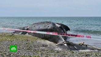 Десятки китов погибли на юге Аргентины