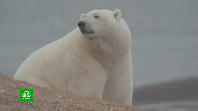 Петербургские ученые пересчитали белых медведей на острове Врангеля.Санкт-Петербург, животные, медведи, наука и открытия.НТВ.Ru: новости, видео, программы телеканала НТВ