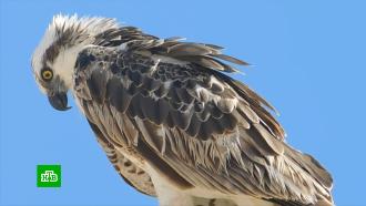 «Разоряющие» СМС от орлов: зачем на птиц ставят <nobr>GPS-трекеры</nobr>