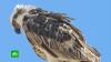 «Разоряющие» СМС от орлов: зачем на птиц ставят GPS-трекеры