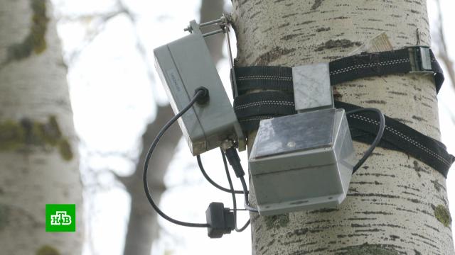 Столичные деревья смогут «рассказать» о своих проблемах с помощью датчиков.Москва, растения, технологии.НТВ.Ru: новости, видео, программы телеканала НТВ