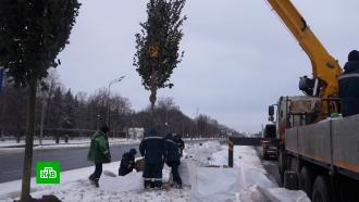 На Ленинском проспекте появятся сотни новых деревьев