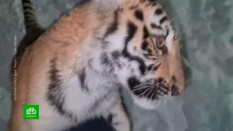 Петербургские ветеринары вылечили тигрицу Камри от смертельной болезни 