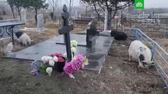    ., ,   ..Ru: , ,   