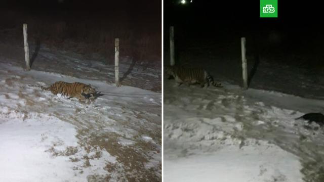 Нападение тигра на собаку в Приморье сняли на видео.Приморье, Хабаровский край, животные, собаки, тигры.НТВ.Ru: новости, видео, программы телеканала НТВ
