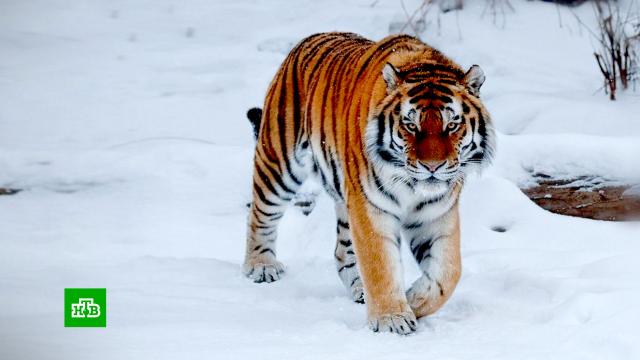 Восстановление популяции: за год число амурских тигров в России выросло вдвое