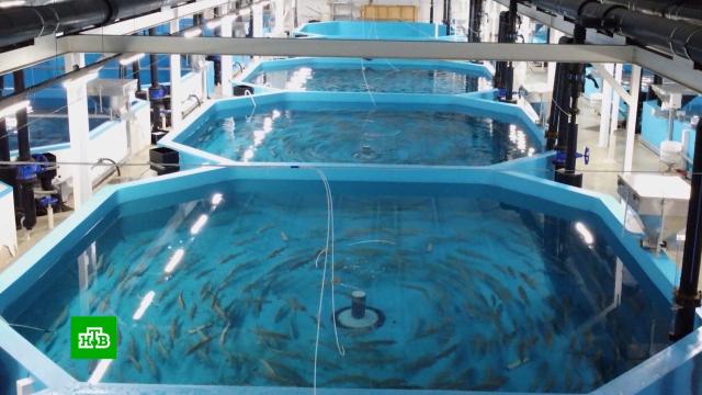 ��������� ������� ������� ��������������� �� ��������� ������.�����-�������� ��, ���� � �����������.���.Ru: �������, �����, ��������� ���������� ���