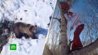 Медведь загнал на дерево двух жительниц Камчатского края