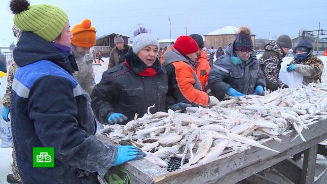 «Зимняя» рыба: в магазины Сахалина поступил первый в этом году улов наваги