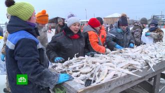 «Зимняя» рыба: в магазины Сахалина поступил первый в этом году улов наваги