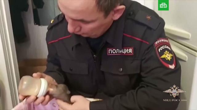 В Коми полицейские спасли новорожденных медвежат.животные, медведи, полиция.НТВ.Ru: новости, видео, программы телеканала НТВ