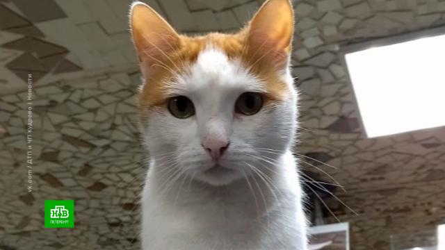 Украли кота