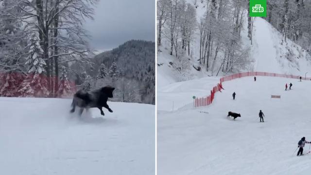        ., ..Ru: , ,   