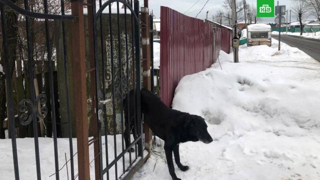 В Новой Москве спасли застрявшую в заборе собаку.НТВ.Ru: новости, видео, программы телеканала НТВ