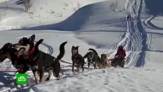 Крутой маршрут: гонка на собачьих упряжках проходит на Камчатке