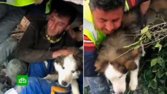 <nobr>Из-под</nobr> руин после землетрясения в Турции спасли собаку