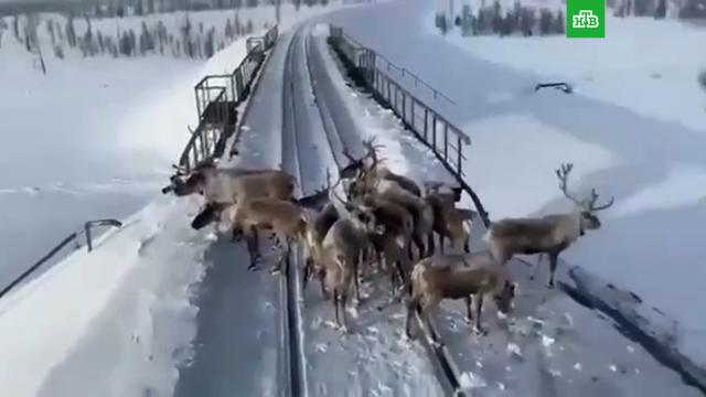 В Якутии олени преградили путь поезду.НТВ.Ru: новости, видео, программы телеканала НТВ