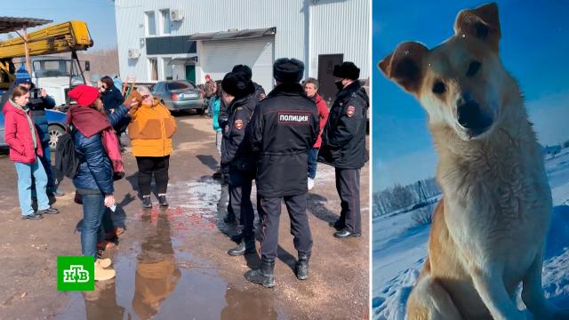 В Башкирии зоозащитники пытаются выследить массового убийцу собак.Башкирия, издевательства, собаки.НТВ.Ru: новости, видео, программы телеканала НТВ