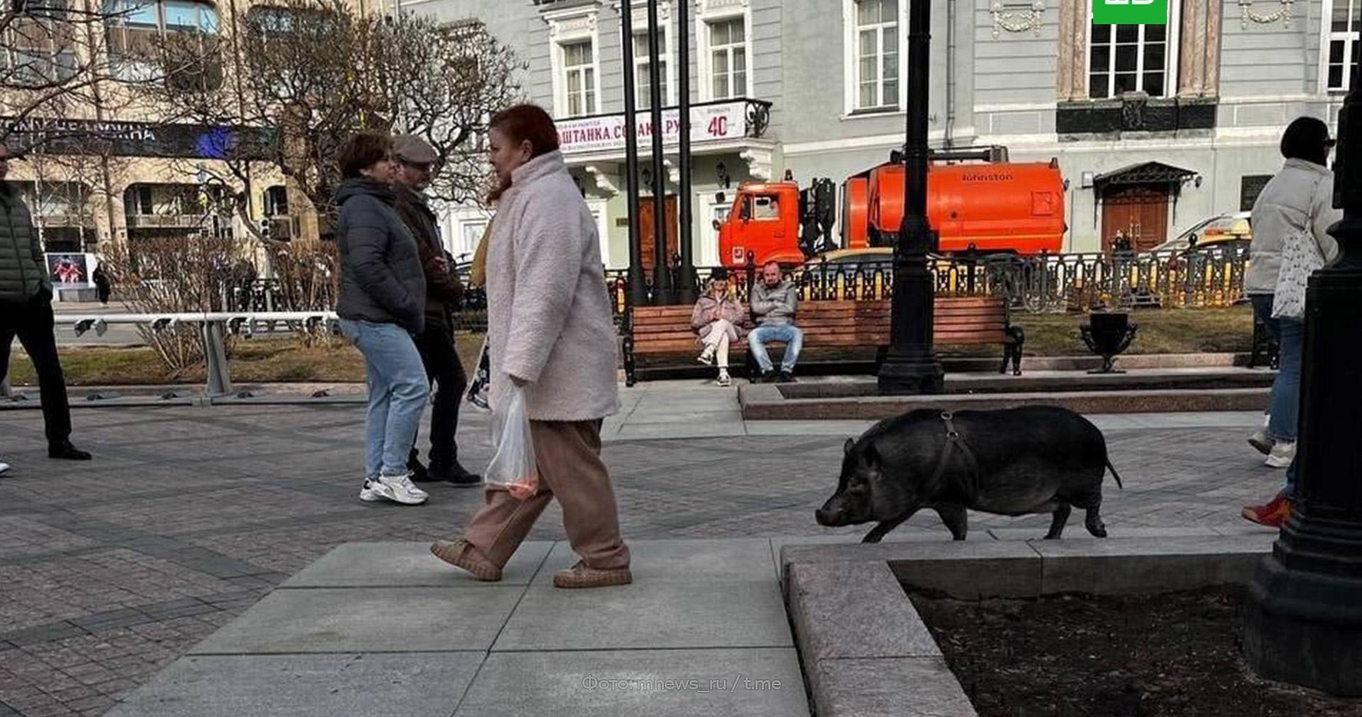 Свинки гуляют. Свинья на поводке в Питере. Поросенок на поводке гуляет по Москве. Свинья на поводке на Патриарших.