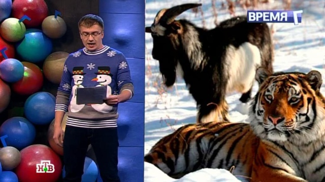 Дружба козла и тигра: что хотят нам сказать животные?НТВ.Ru: новости, видео, программы телеканала НТВ