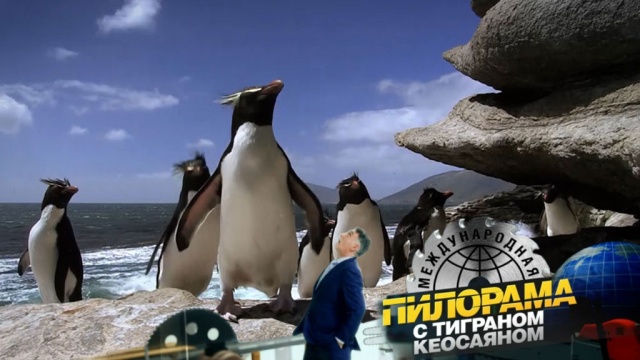 Зоологическая справка о кошерности пингвинов: почему пернатые Антарктиды поддерживают Израиль?НТВ.Ru: новости, видео, программы телеканала НТВ