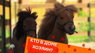 Американские мини-лошади, агрессивный бультерьер и кошка-защитница. Американские мини-лошади, агрессивный бультерьер и кошка-защитница. НТВ.Ru: новости, видео, программы телеканала НТВ