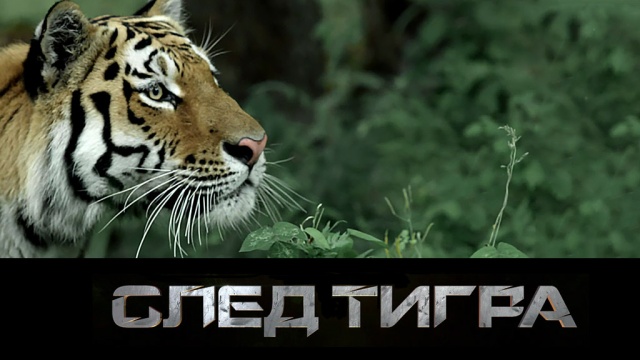 «След тигра».«След тигра».НТВ.Ru: новости, видео, программы телеканала НТВ